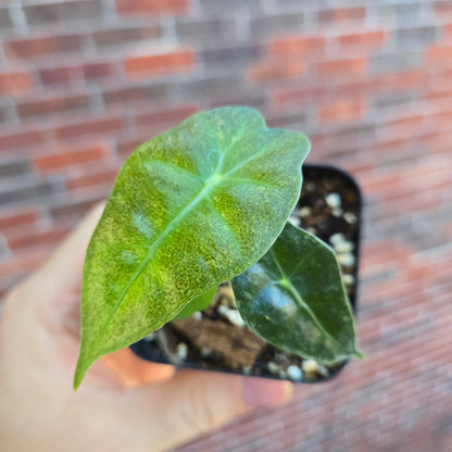 Alocasia Polly Var