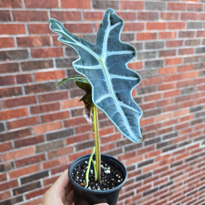 Alocasia Silver Nobilis