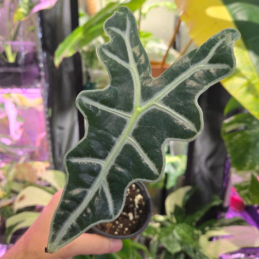 Alocasia Silver Nobilis