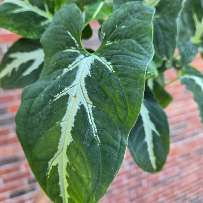 Syngonium Wendlandii