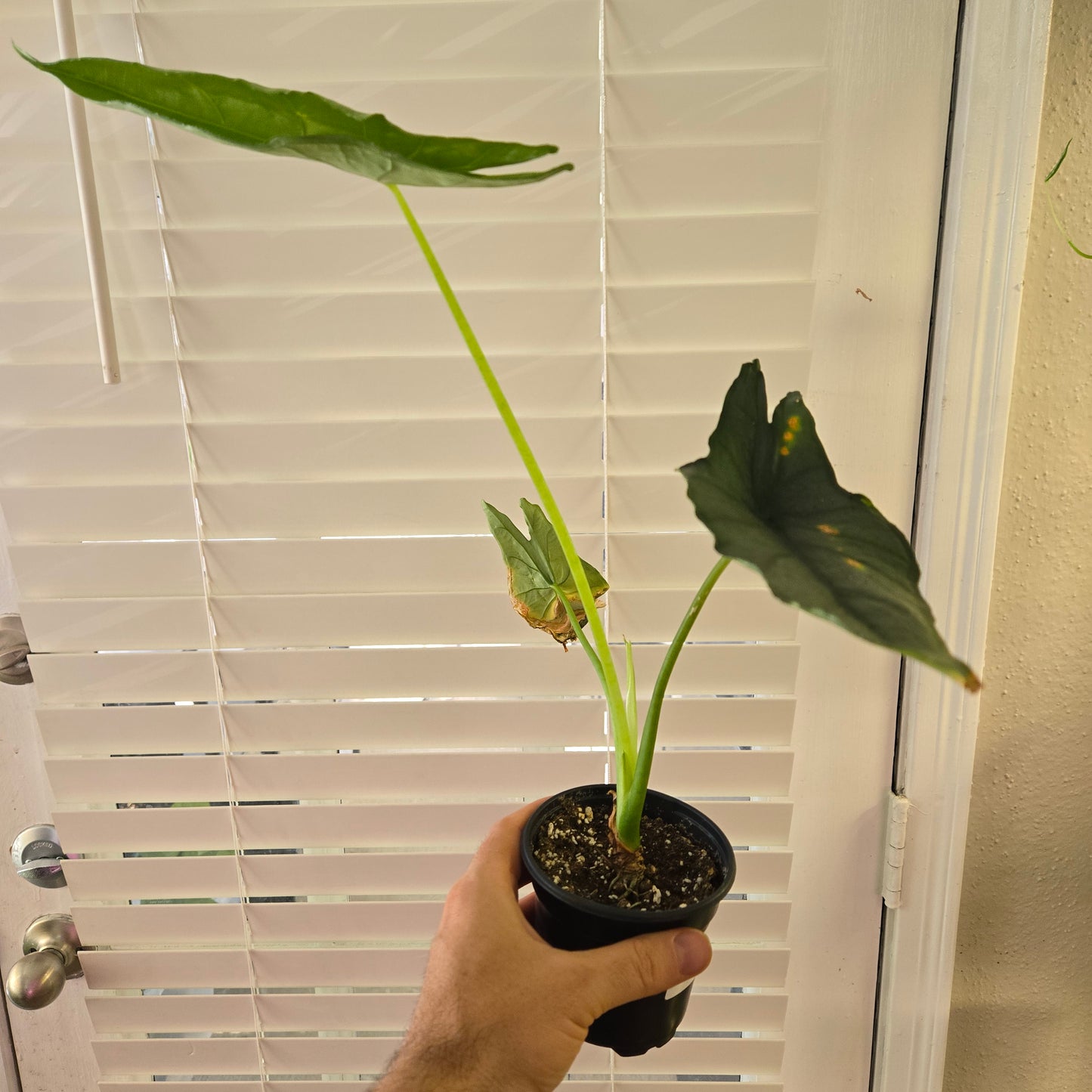 Alocasia Dragons Breath