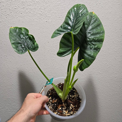 Alocasia Lukiwan
