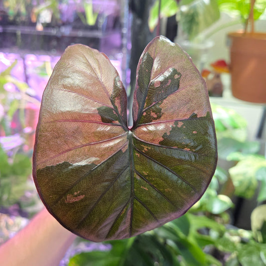 Alocasia Pink Serendipity