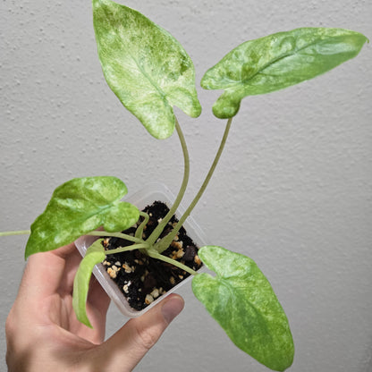 Alocasia Odora Batik