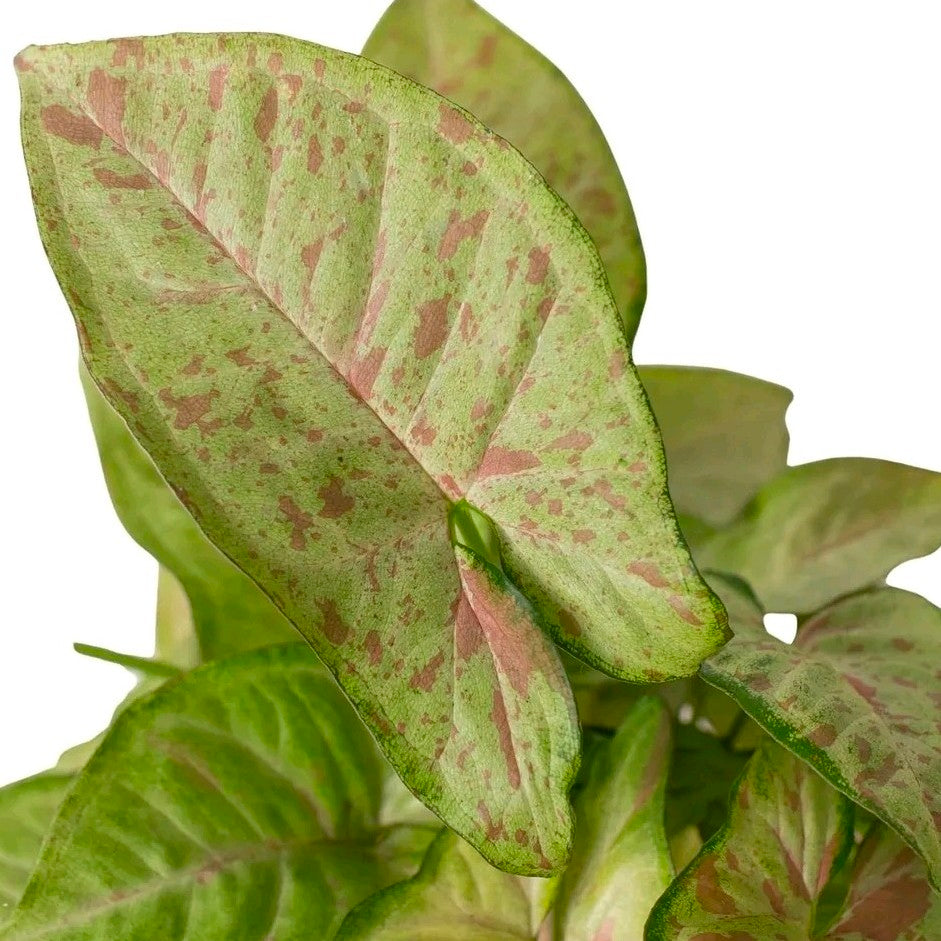 Syngonium Pink Splash