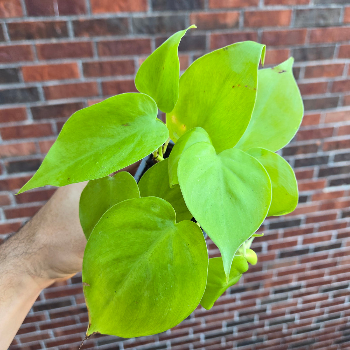 Philodendron Neon