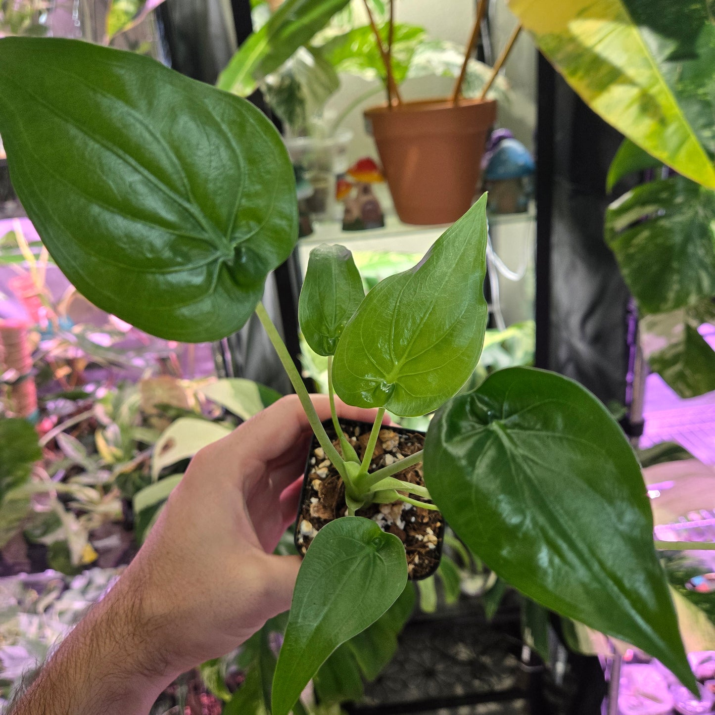 Alocasia Cucullata