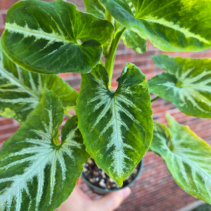 Syngonium Scrambled Eggs