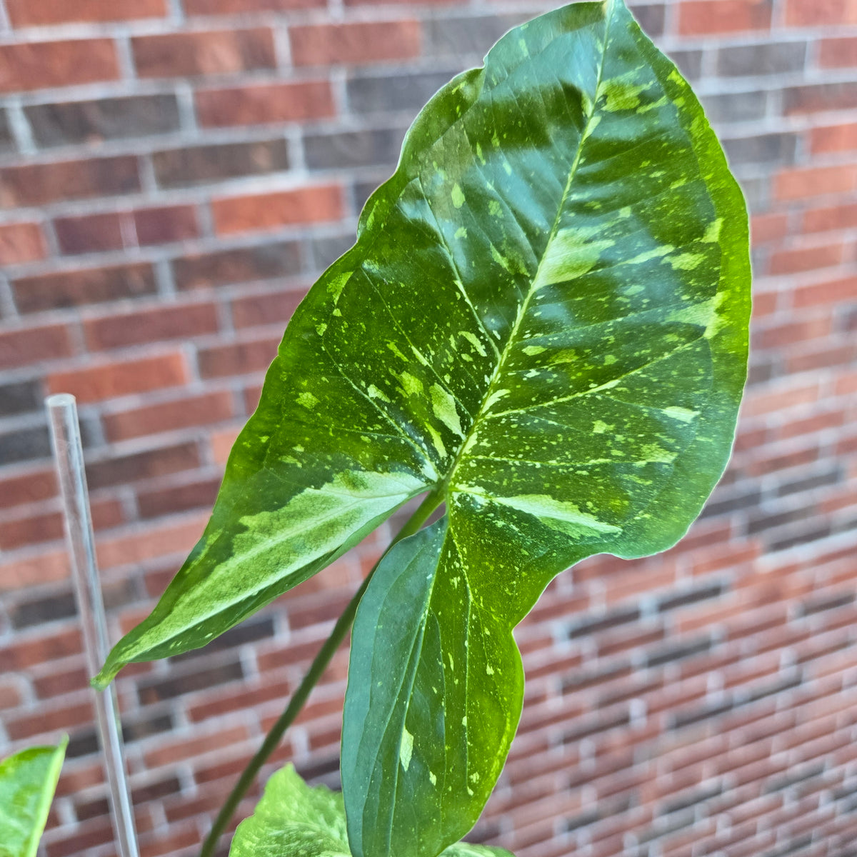 Syngonium Panda Galaxy