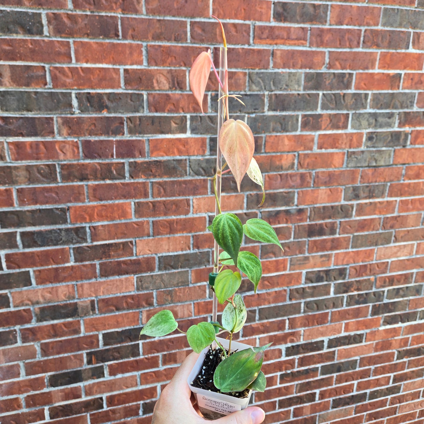 Strawberry Pink Mint Micans