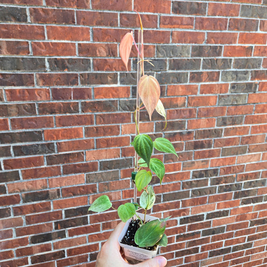 Strawberry Pink Mint Micans