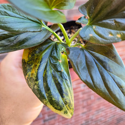 Syngonium Red Arrow Variegated