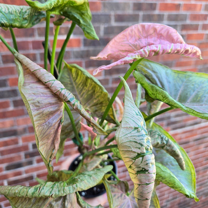 Syngonium Pink Rolli