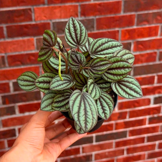 Peperomia Piccolo Banda