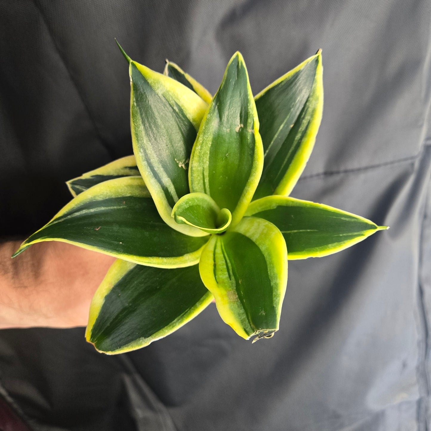 Snake Plant Black Gold
