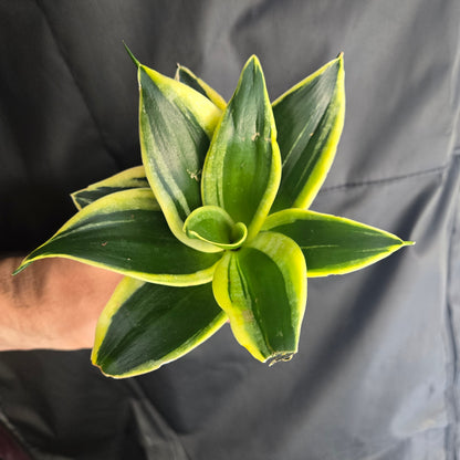 Snake Plant Black Gold