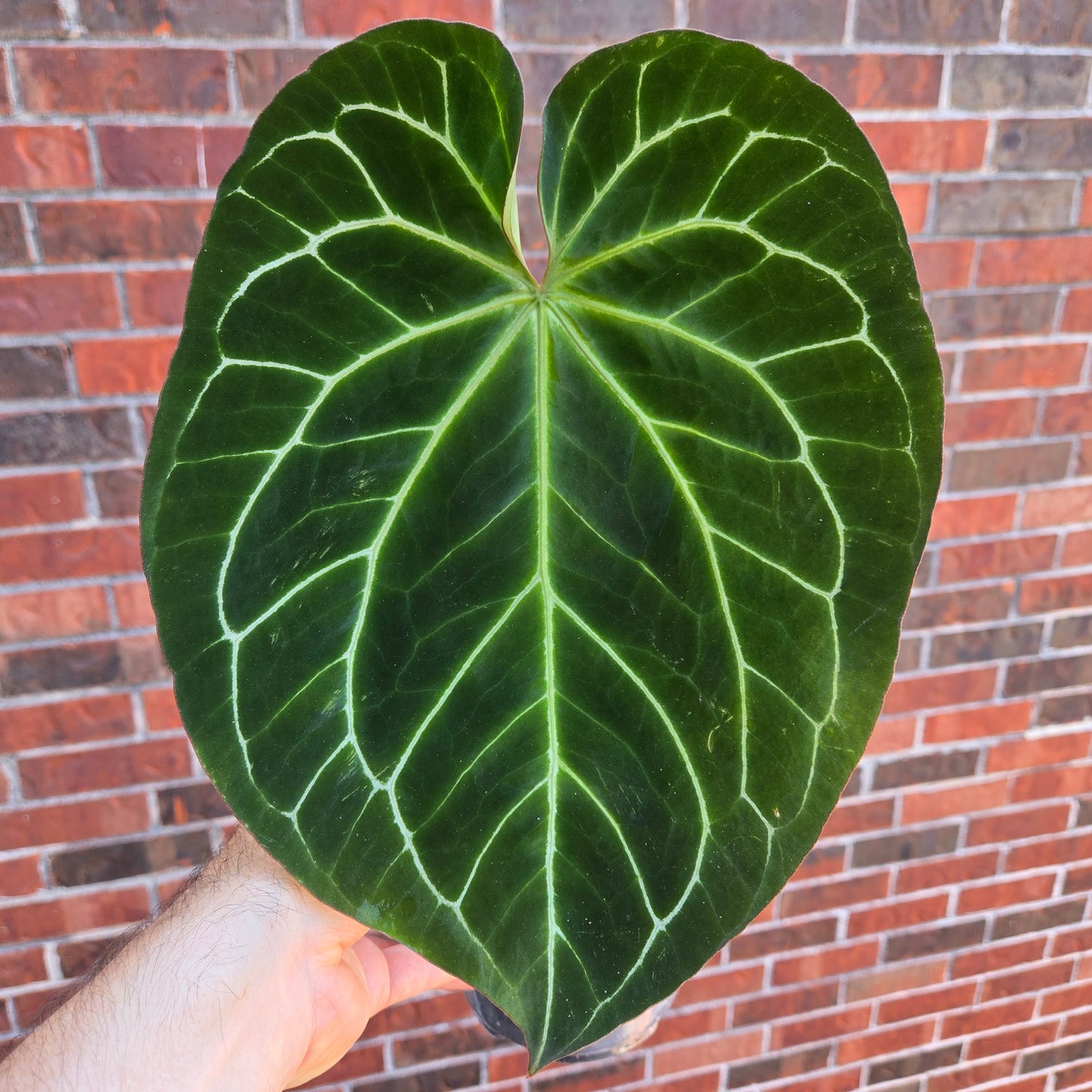 Anthurium Besseae AFF x Magnificum