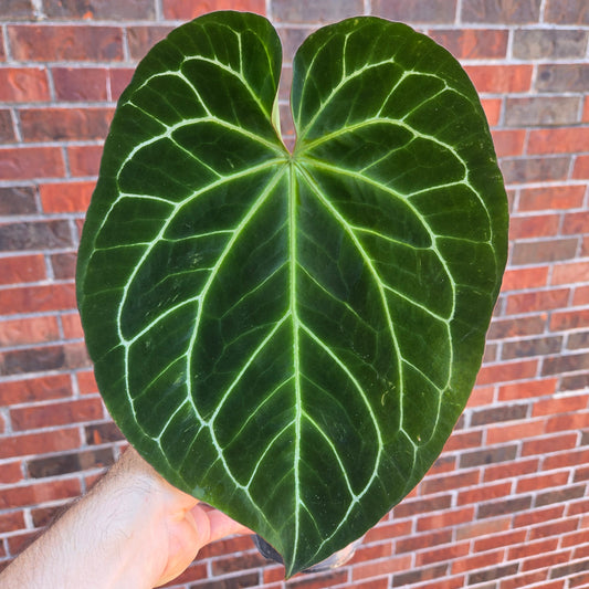 Anthurium Besseae AFF x Magnificum