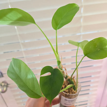 Monstera Tetrasperma