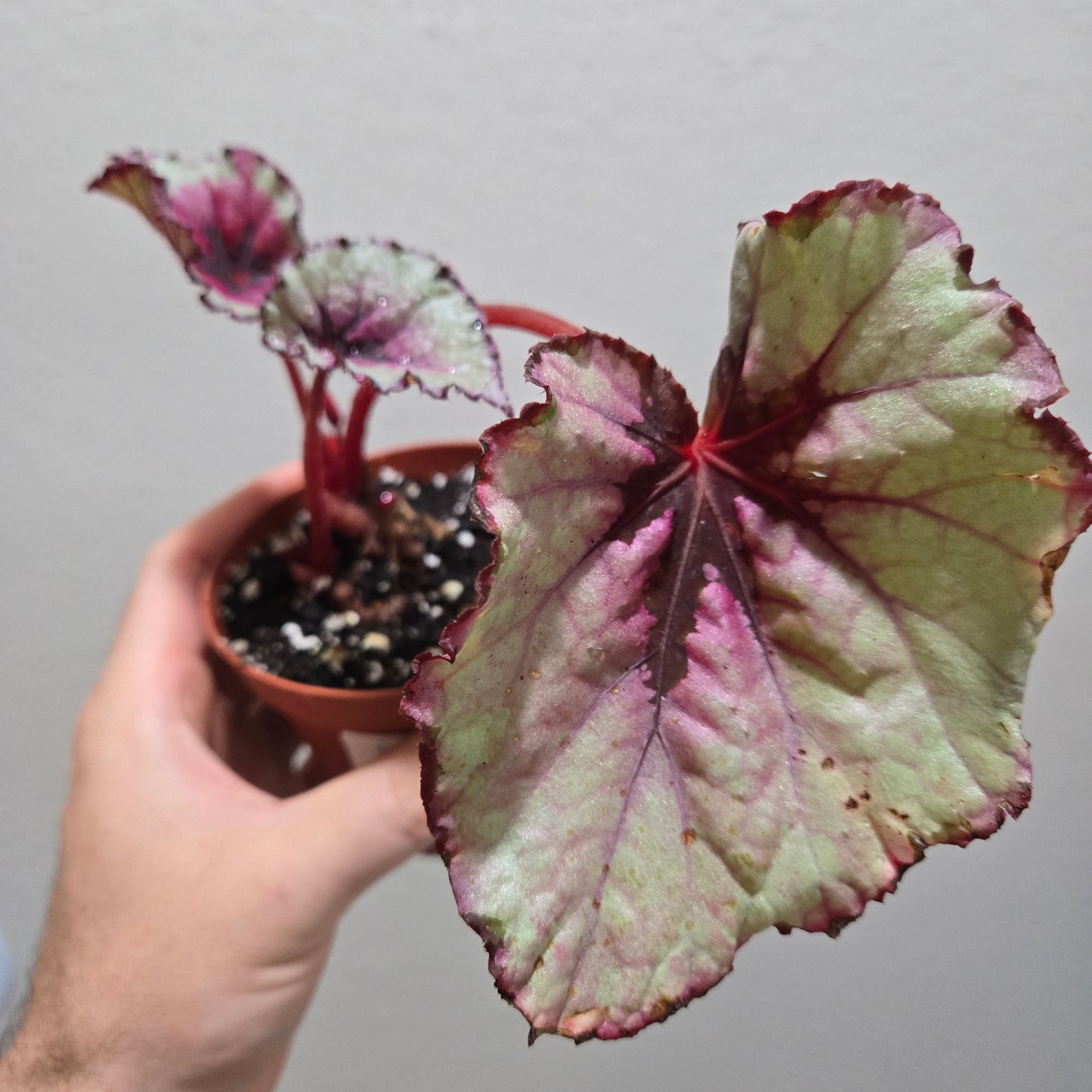 Begonia Kotobugi