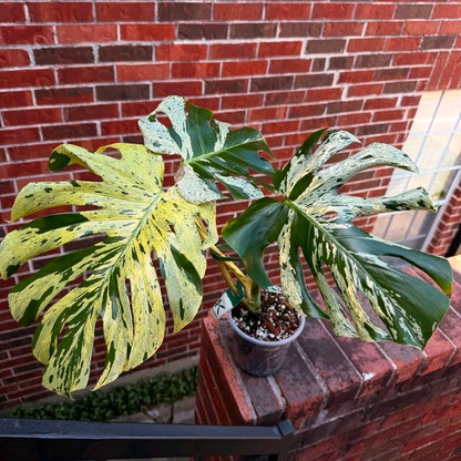 Monstera Vietciosa