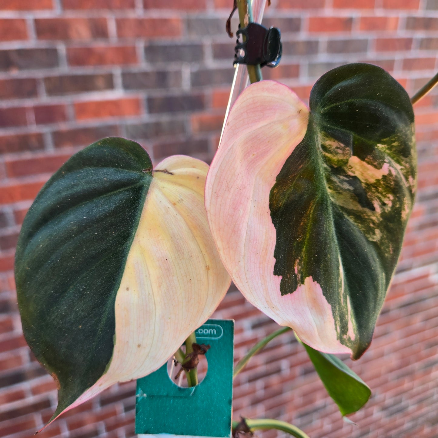 Philodendron Micans Var