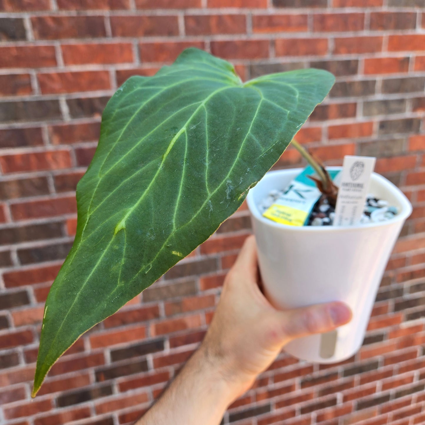 Anthurium Funky Dark Mama x Pink Lemonade