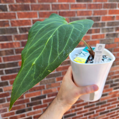 Anthurium Funky Dark Mama x Pink Lemonade
