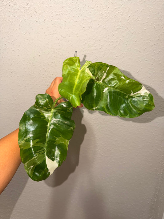 Philodendron Paraiso Albo 4"