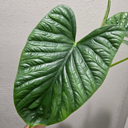 Alocasia Lukiwan