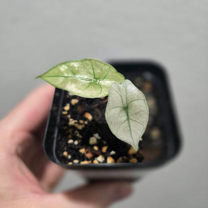 Alocasia Polly Var