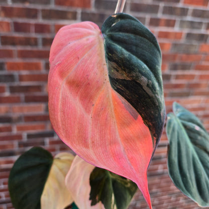 Philodendron Micans Var