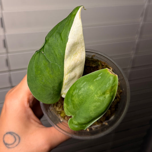 Scindapsus Sandyakala