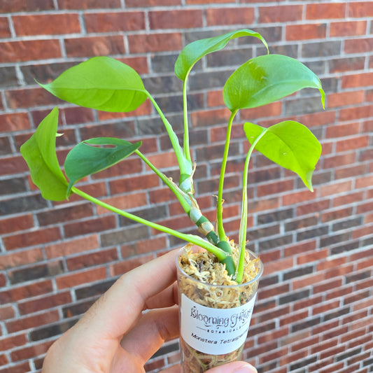 Monstera Tetrasperma