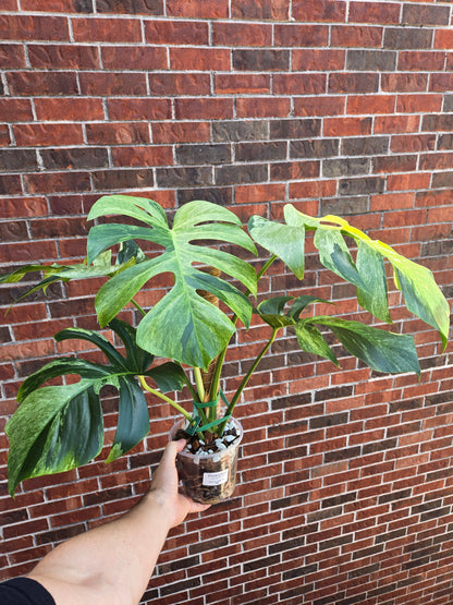 Monstera Jungle Mint NoID