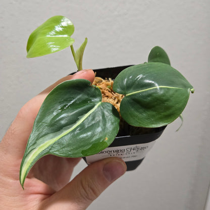 Philodendron Rio