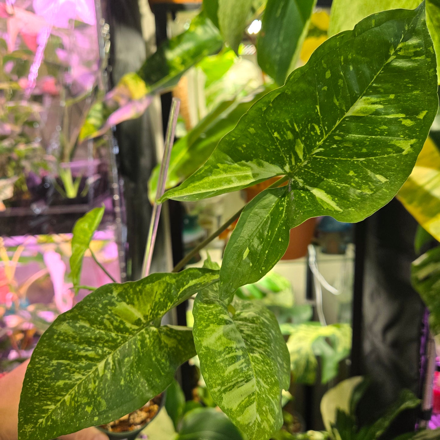 Syngonium Panda Galaxy