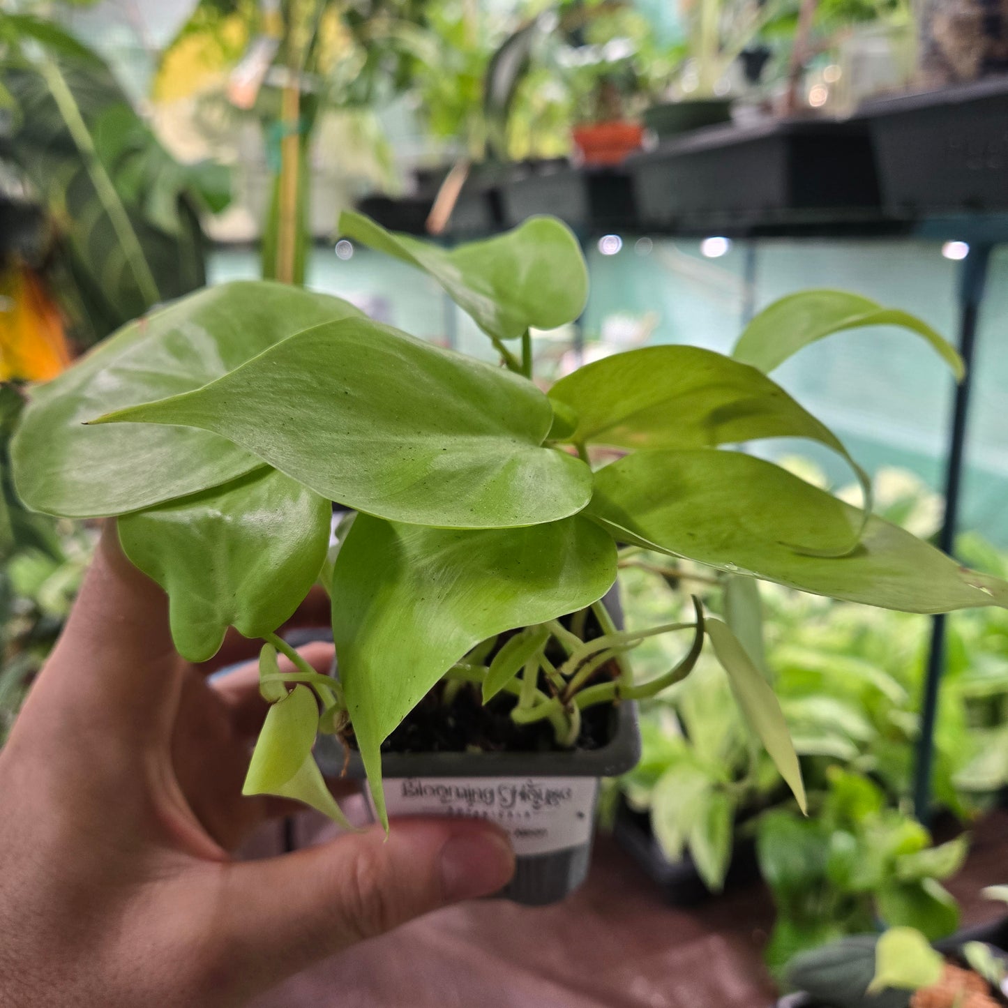 Philodendron Neon