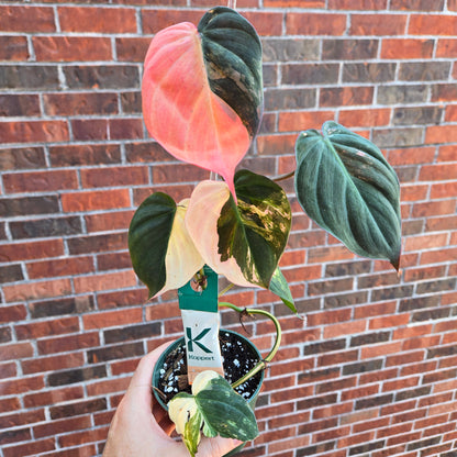 Philodendron Micans Var