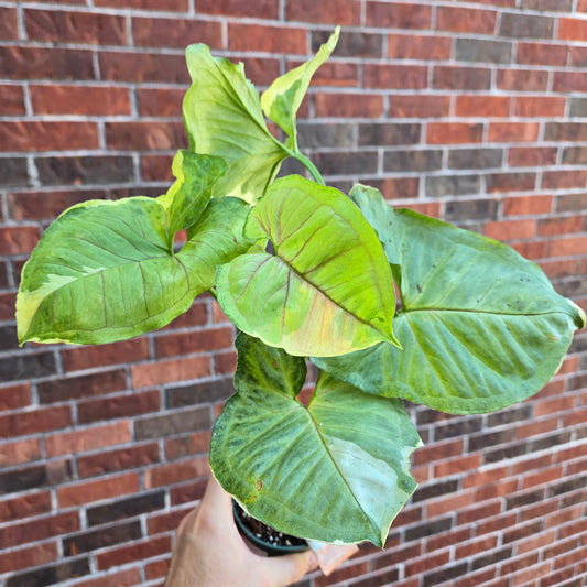 Syngonium Mango Allusion