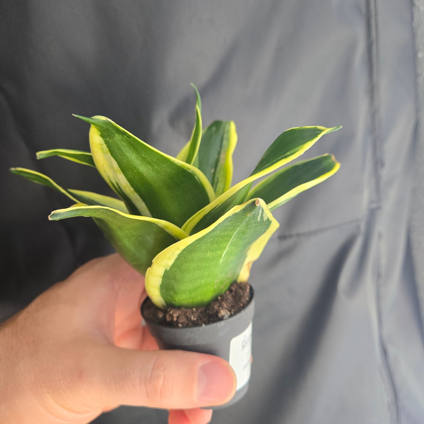 Snake Plant Black Gold
