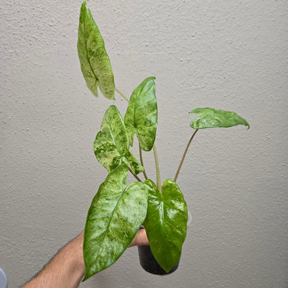 Alocasia Odora Batik