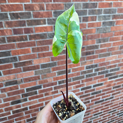 Alocasia Black Stem Albo