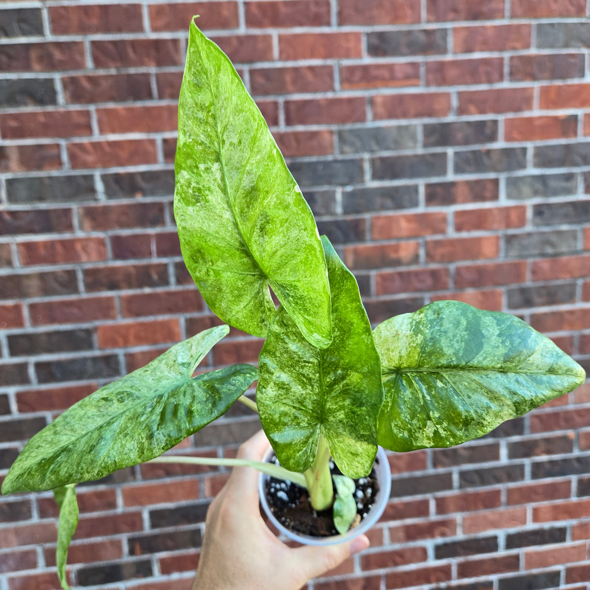 Alocasia Odora Batik