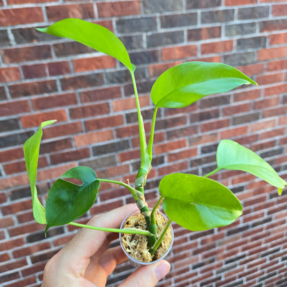 Monstera Tetrasperma
