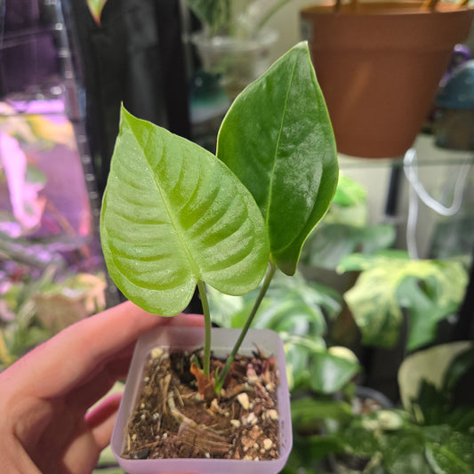 Anthurium King Veitchii