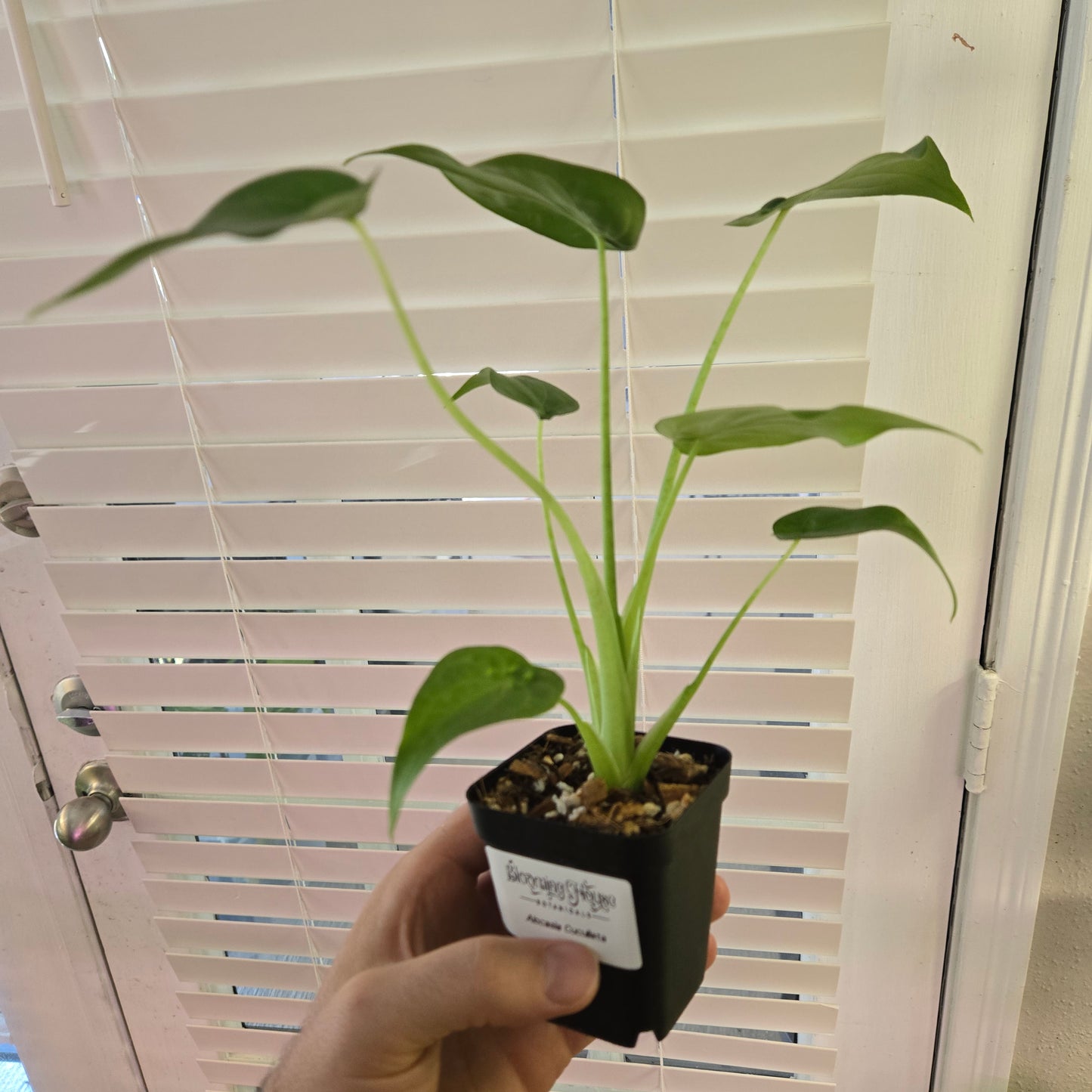 Alocasia Cucullata