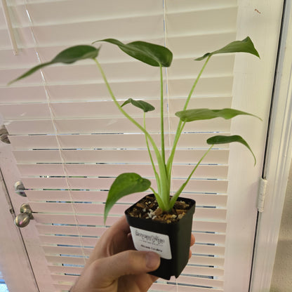 Alocasia Cucullata