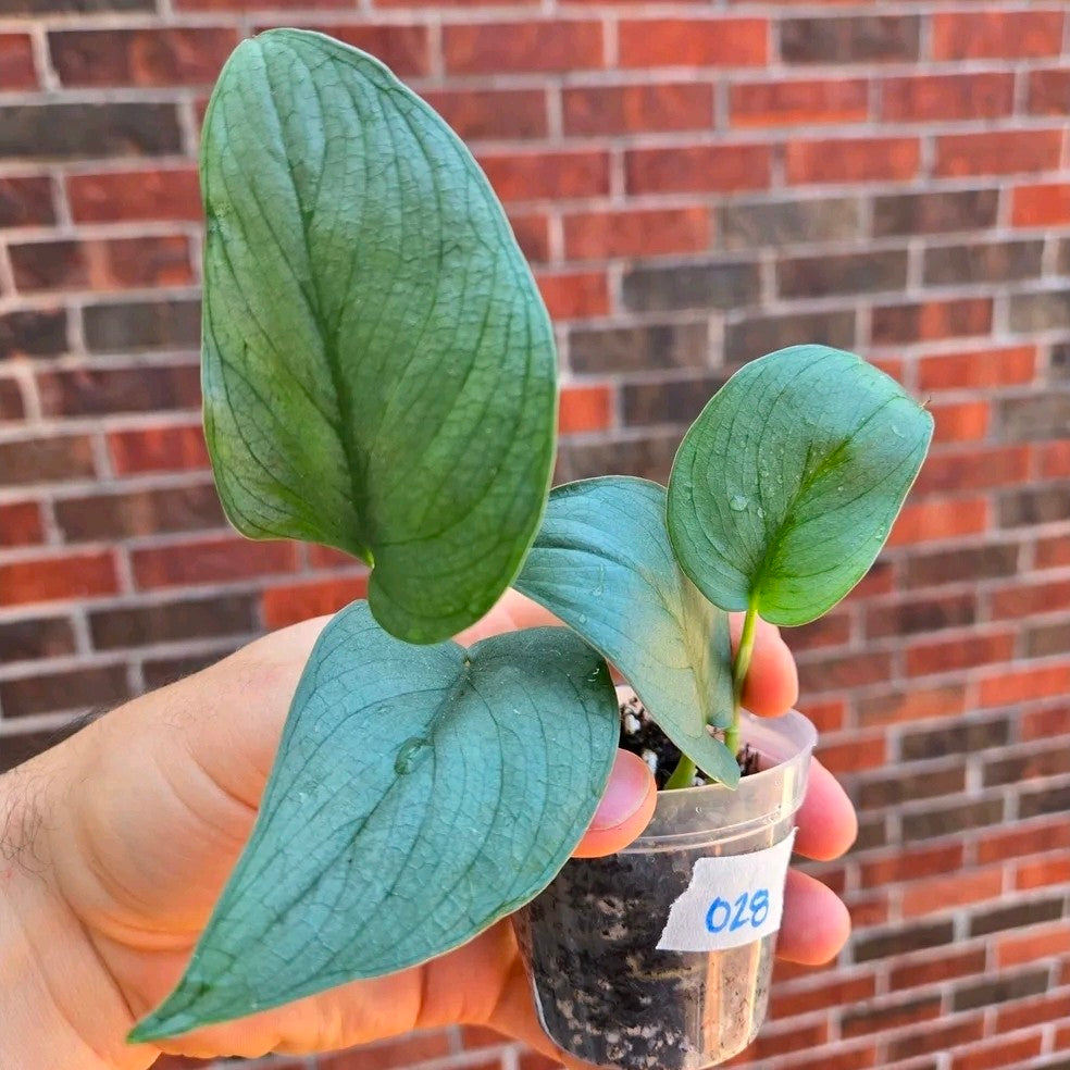 Scindapsus Platinum Java