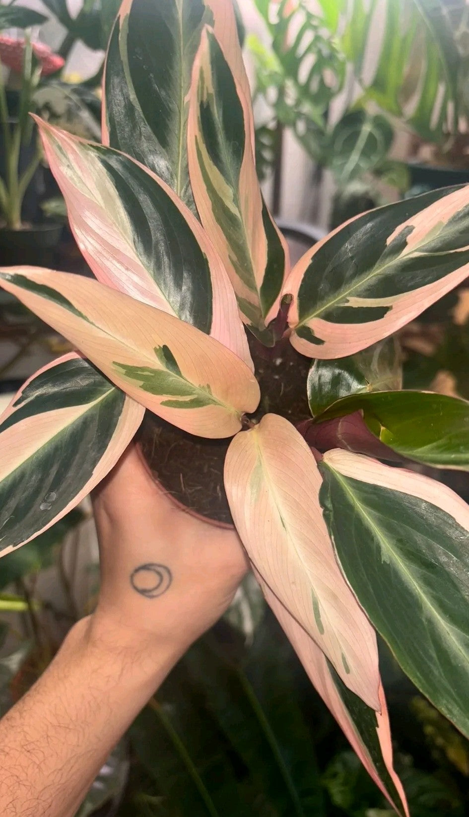 Stromanthe Triostar